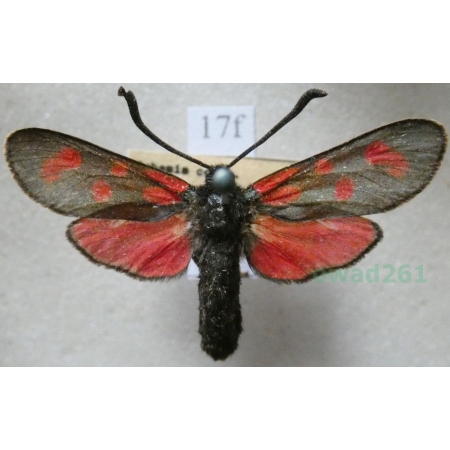 Zygaena filipendulae (Linnaeus, 1758) Kraśnik sześcioplamek Czech17f